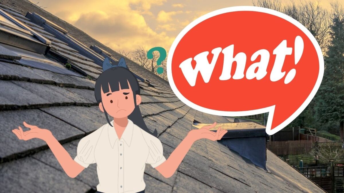 エコグラーニ vs ディプロマットスター｜価格・質感・保証の本音比較