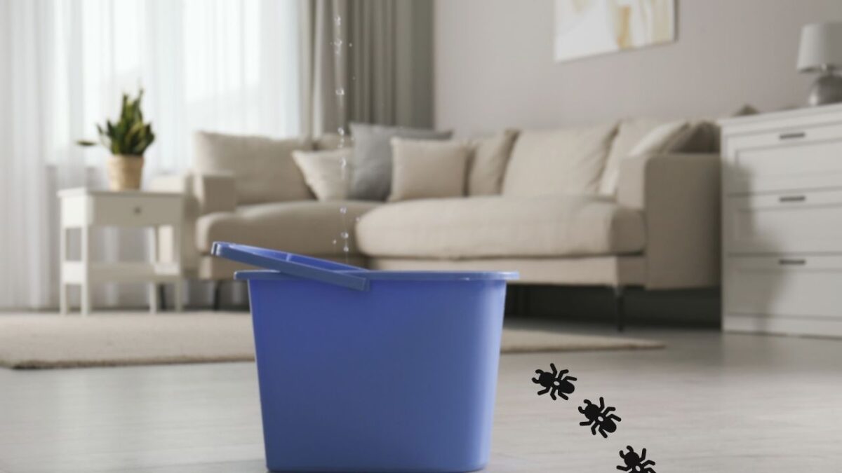 雨漏りとシロアリの関係性とは？両方の被害が起こる理由