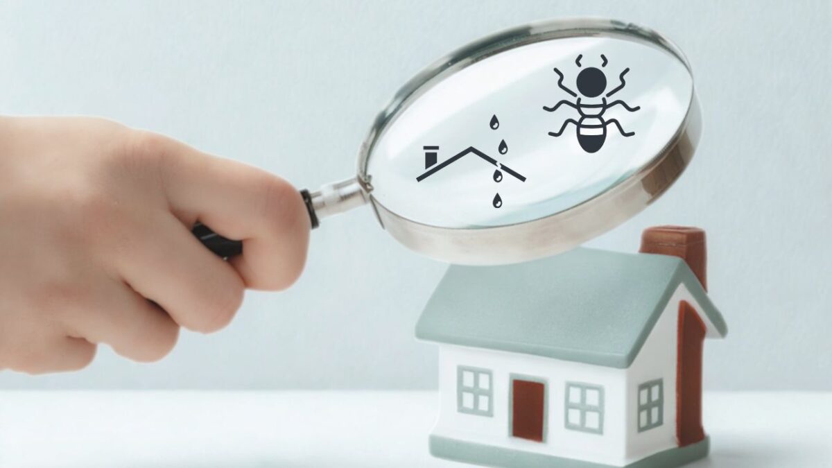 雨漏りによるシロアリ被害の対策法